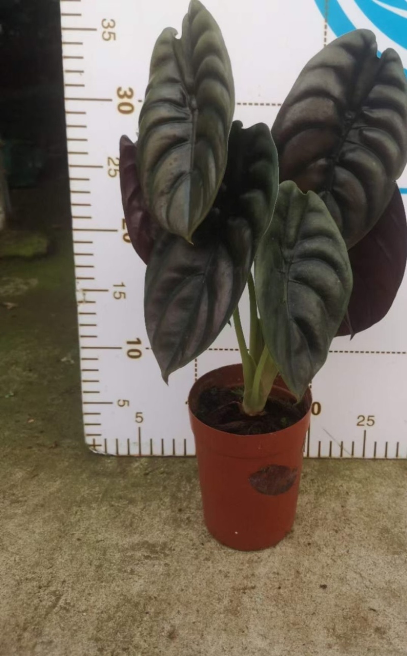 铜叶海芋，超大，多规格，稳定供货，