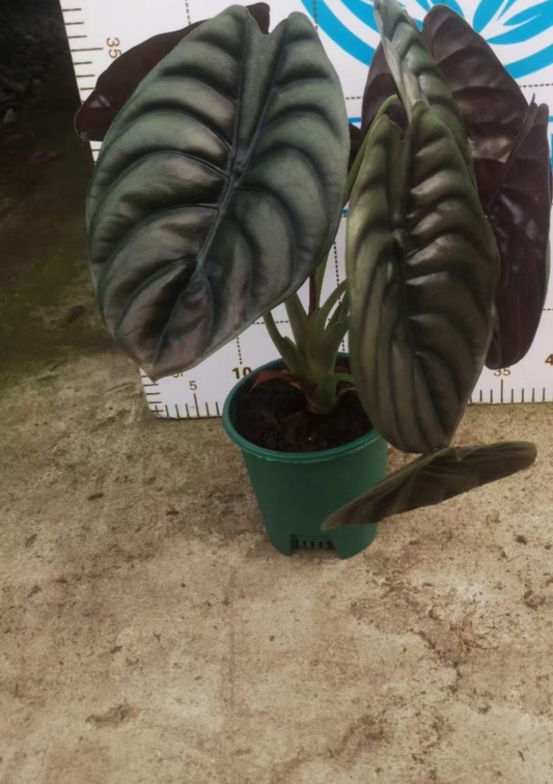 铜叶海芋，超大，多规格，稳定供货，