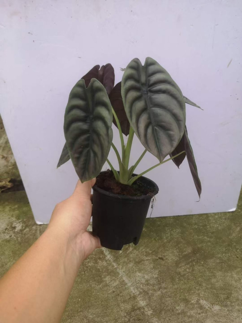 铜叶海芋，超大，多规格，稳定供货，