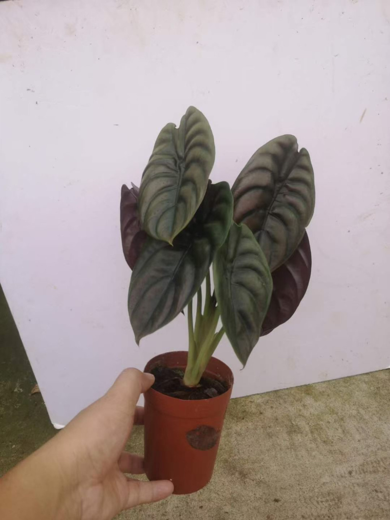 铜叶海芋，超大，多规格，稳定供货，