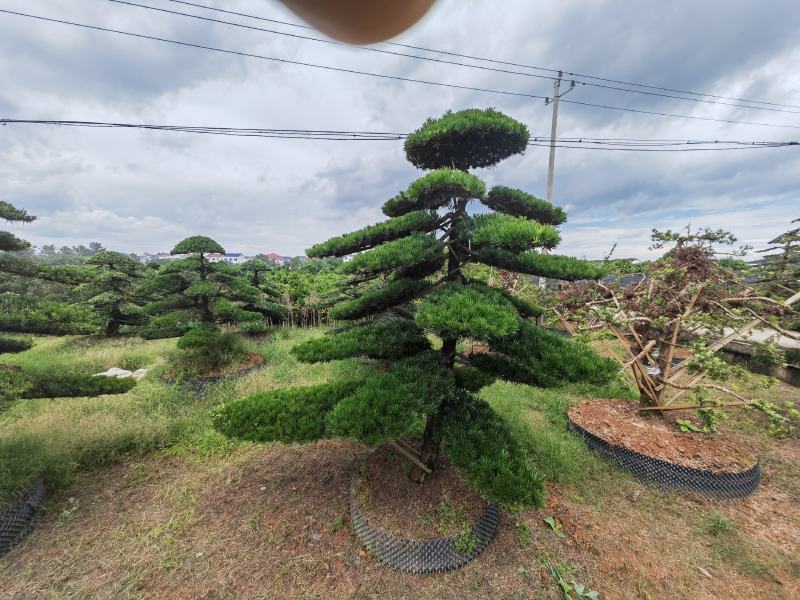 造型罗汉松各种造型各种规格齐全一手货源视频看货品质保证