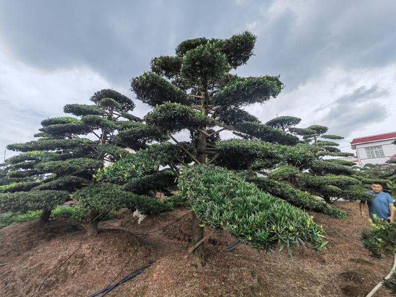 造型罗汉松各种造型各种规格齐全一手货源视频看货品质保证