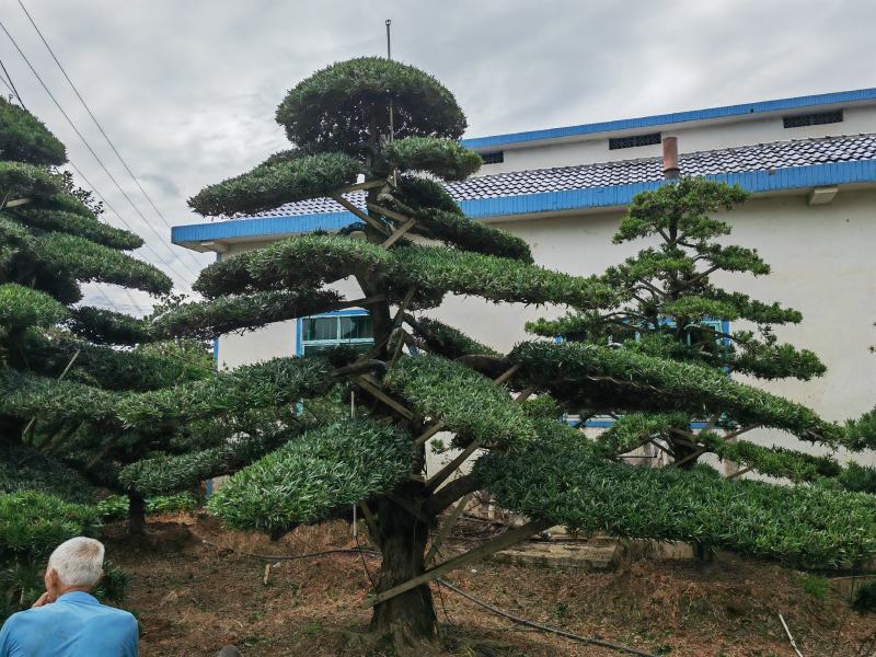 造型罗汉松各种造型各种规格齐全一手货源视频看货品质保证