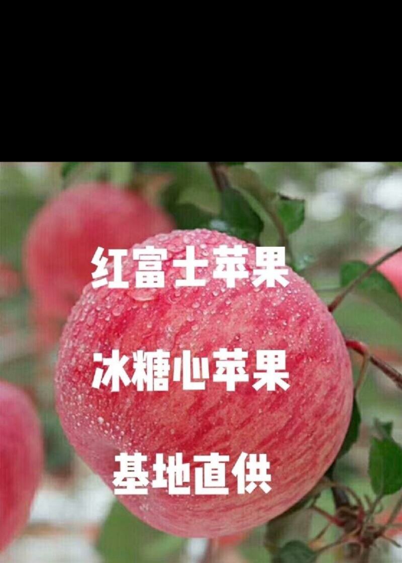 （推荐）昭通苹果，红富士，甜度高，量大，欢迎采购