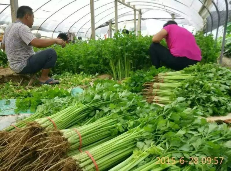 脆爽西芹西芹菜种子生长速度快产量高抗病性好泾济效益好