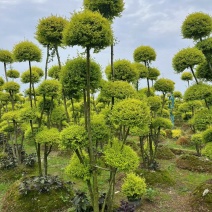 亮晶女贞