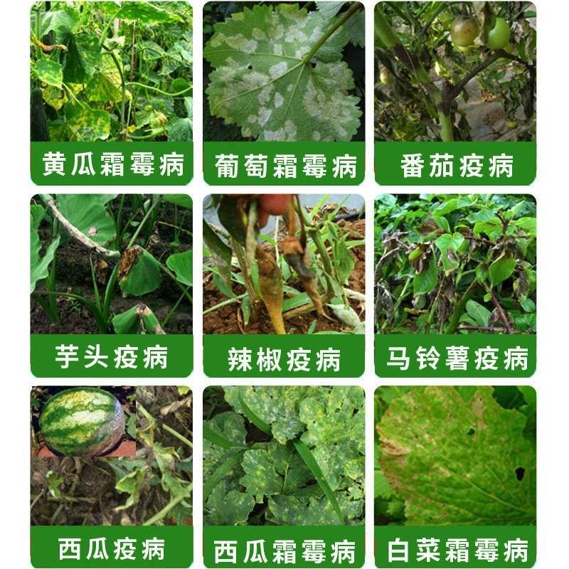 易扑瑞荣邦70%烯酰霜脲氰马铃薯蔬菜葡萄芋疫病农药杀菌剂