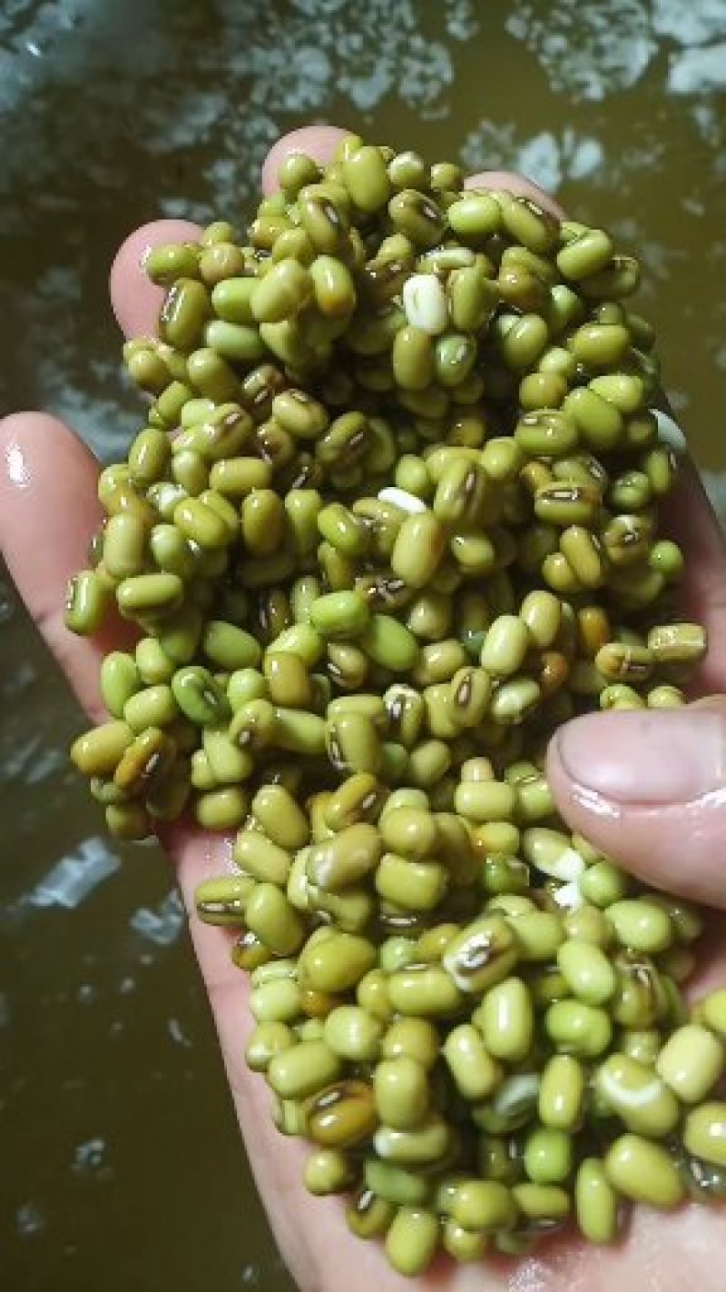 纯绿豆淀粉，传统酸浆发酵提取淀粉，自然沉淀，无任何添加剂