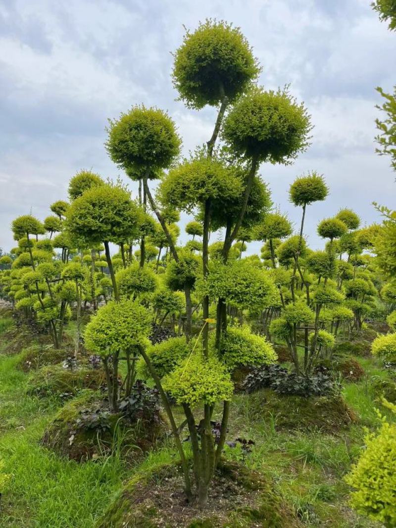 亮晶女贞