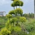 亮晶女贞