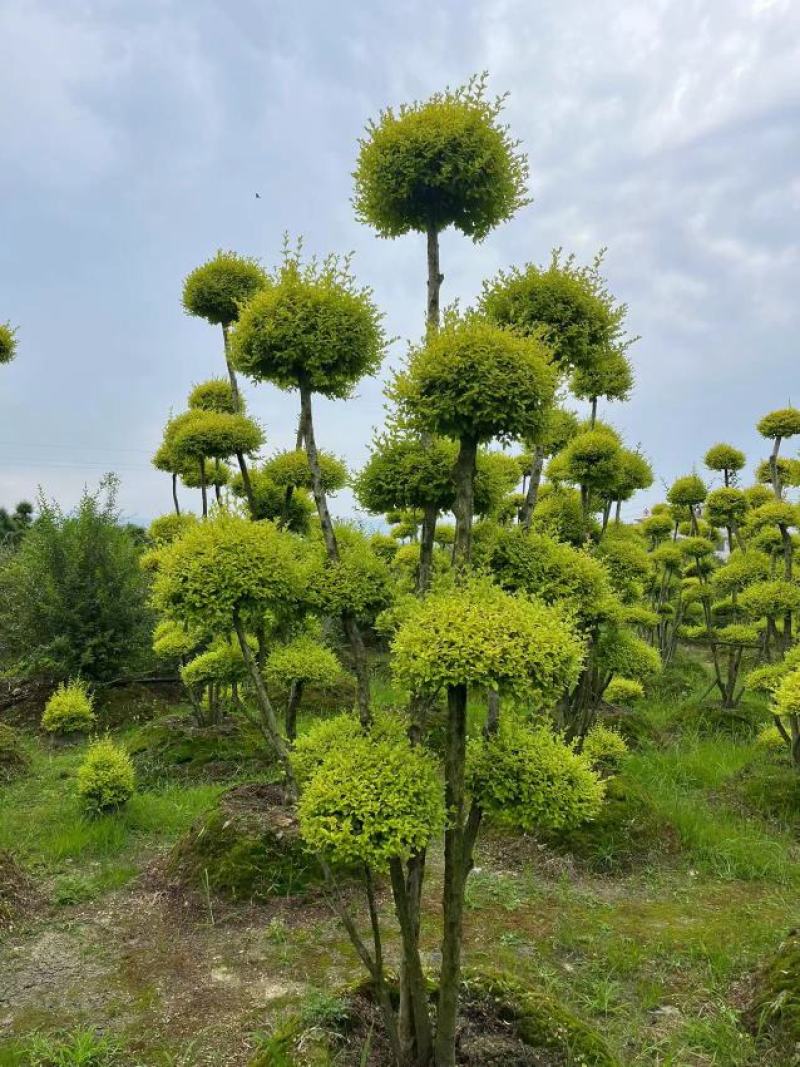亮晶女贞