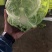 精品兰州圆包菜，精品好货。颜色全绿，个头均匀。