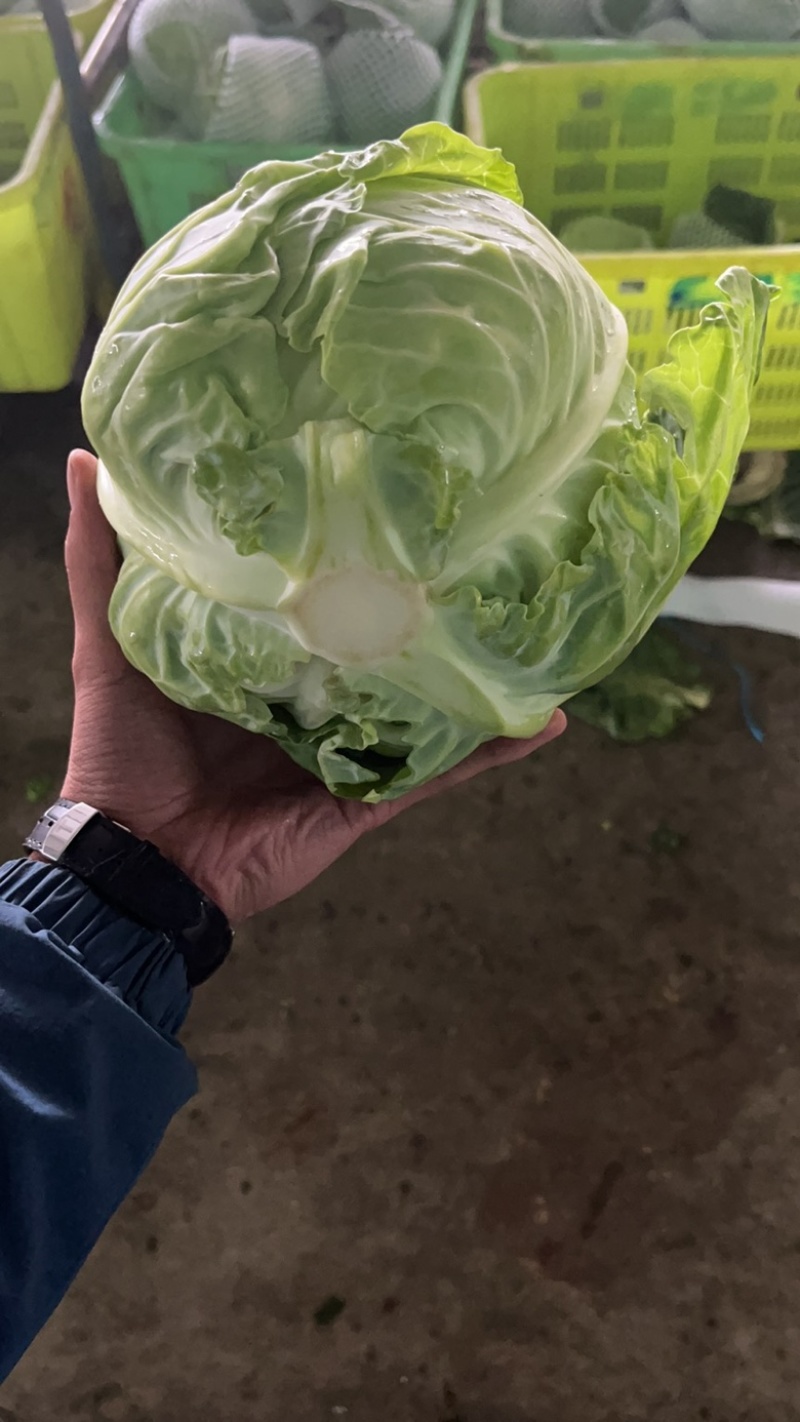 精品兰州圆包菜，精品好货。颜色全绿，个头均匀。