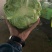 精品兰州圆包菜，精品好货。颜色全绿，个头均匀。