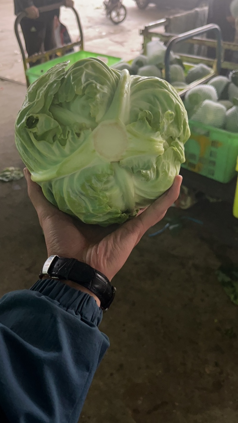 精品兰州圆包菜，精品好货。颜色全绿，个头均匀。
