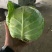 精品兰州圆包菜，精品好货。颜色全绿，个头均匀。