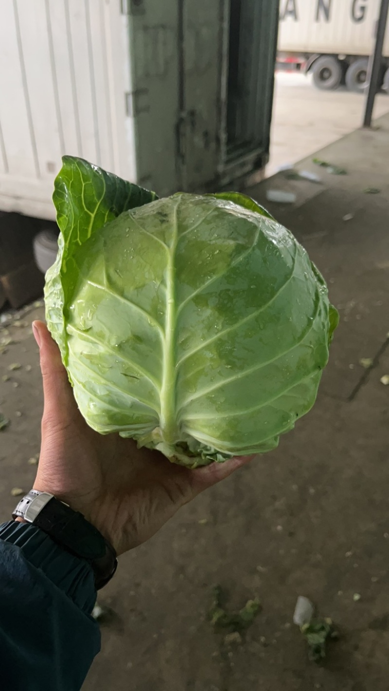 精品兰州圆包菜，精品好货。颜色全绿，个头均匀。