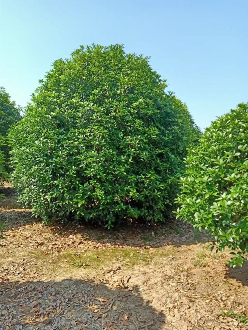 桂花树，规格型号齐全基地直发视频看货品质保证。