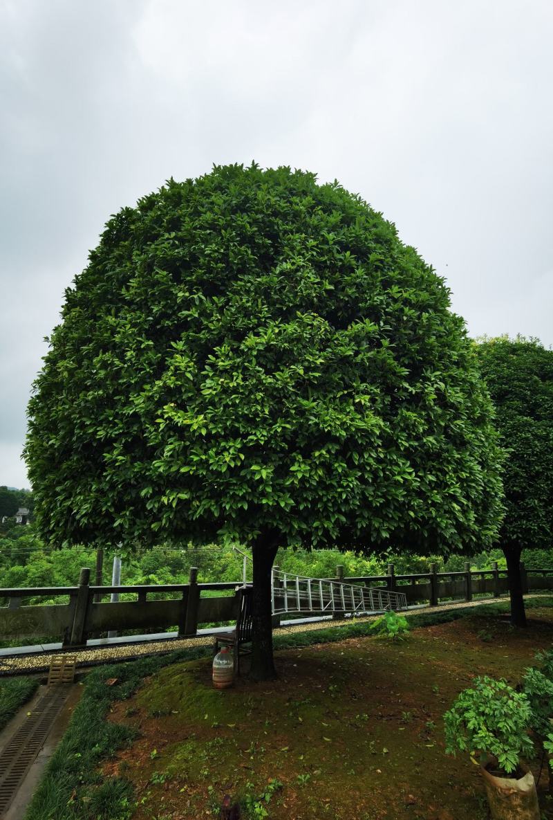 桂花树，规格型号齐全基地直发视频看货品质保证。