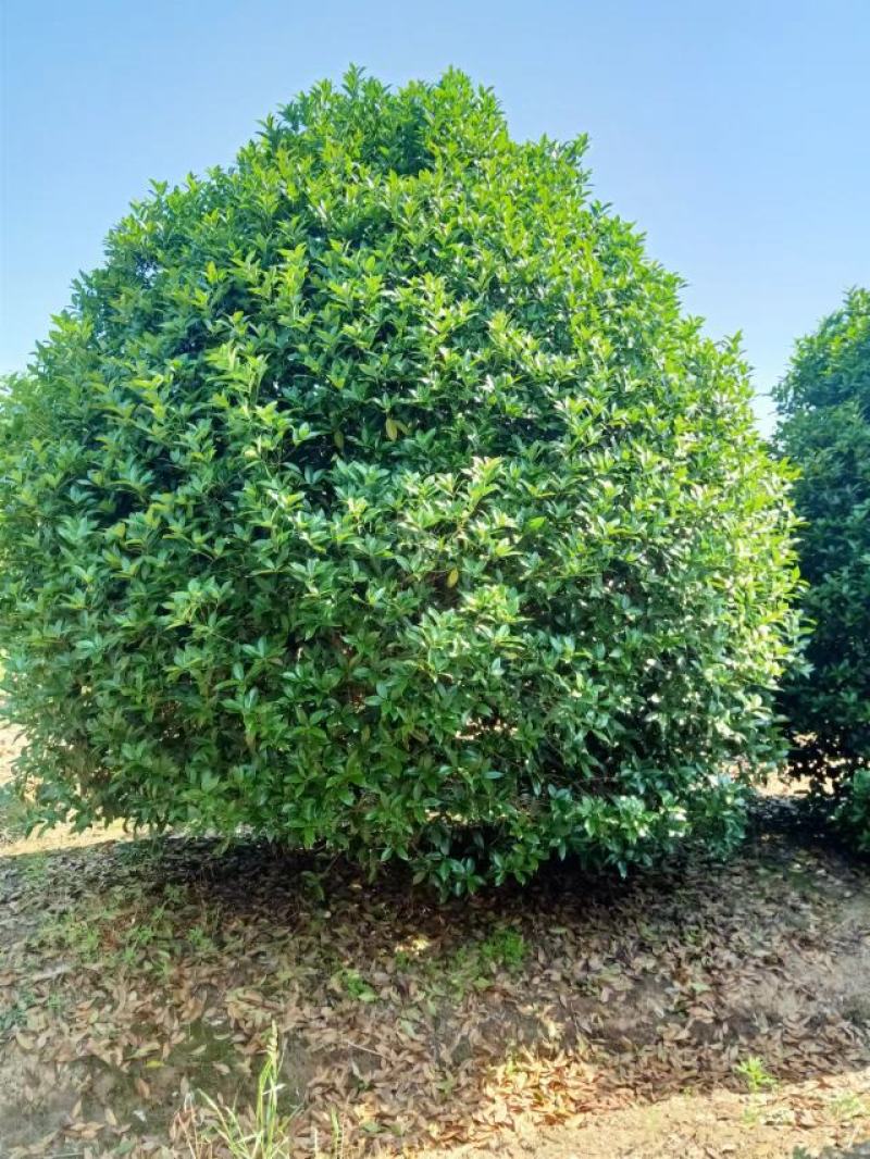 桂花树，规格型号齐全基地直发视频看货品质保证。