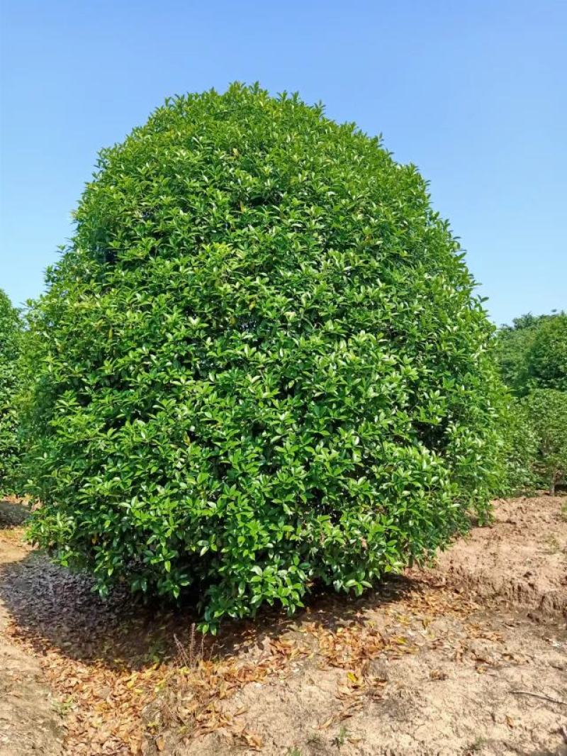 桂花树，规格型号齐全基地直发视频看货品质保证。