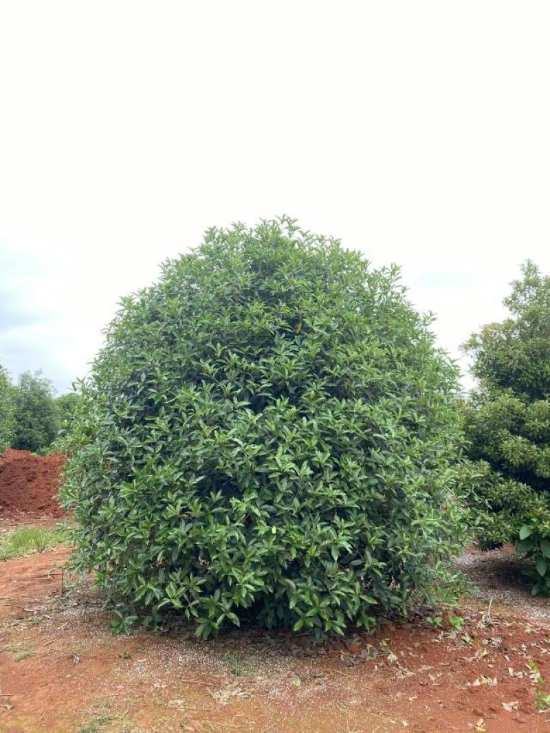 桂花树，规格型号齐全基地直发视频看货品质保证。