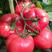 普罗旺斯西红柿苗种苗毛粉西红柿苗粉红西红柿苗番茄苗