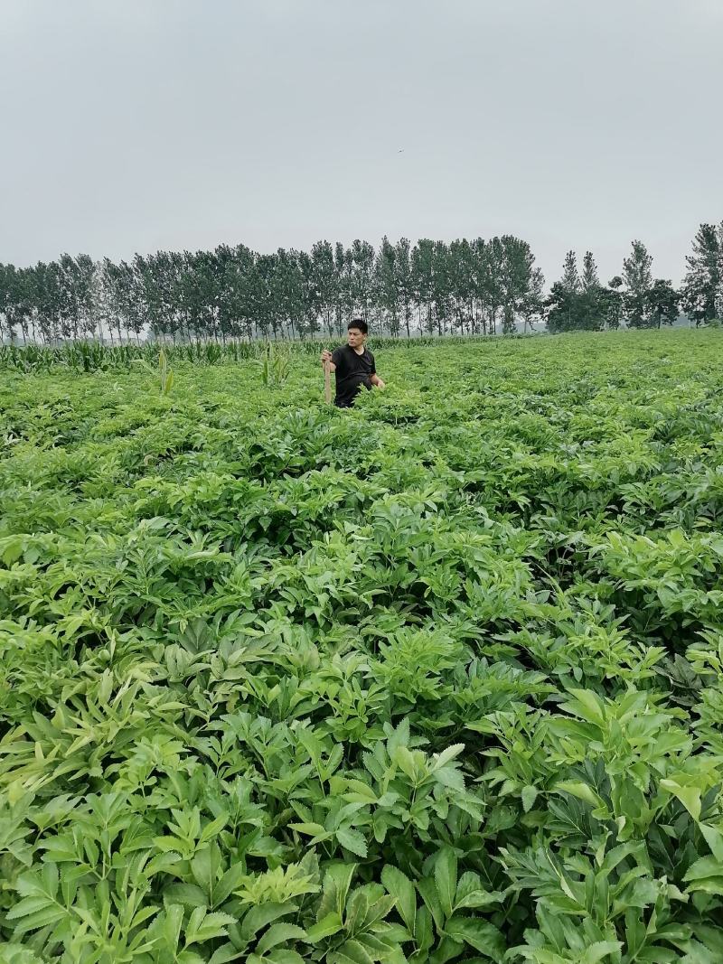 精品鲜白芷基地货一手货源诚信经营欢迎订购