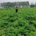 精品鲜白芷基地货一手货源诚信经营欢迎订购