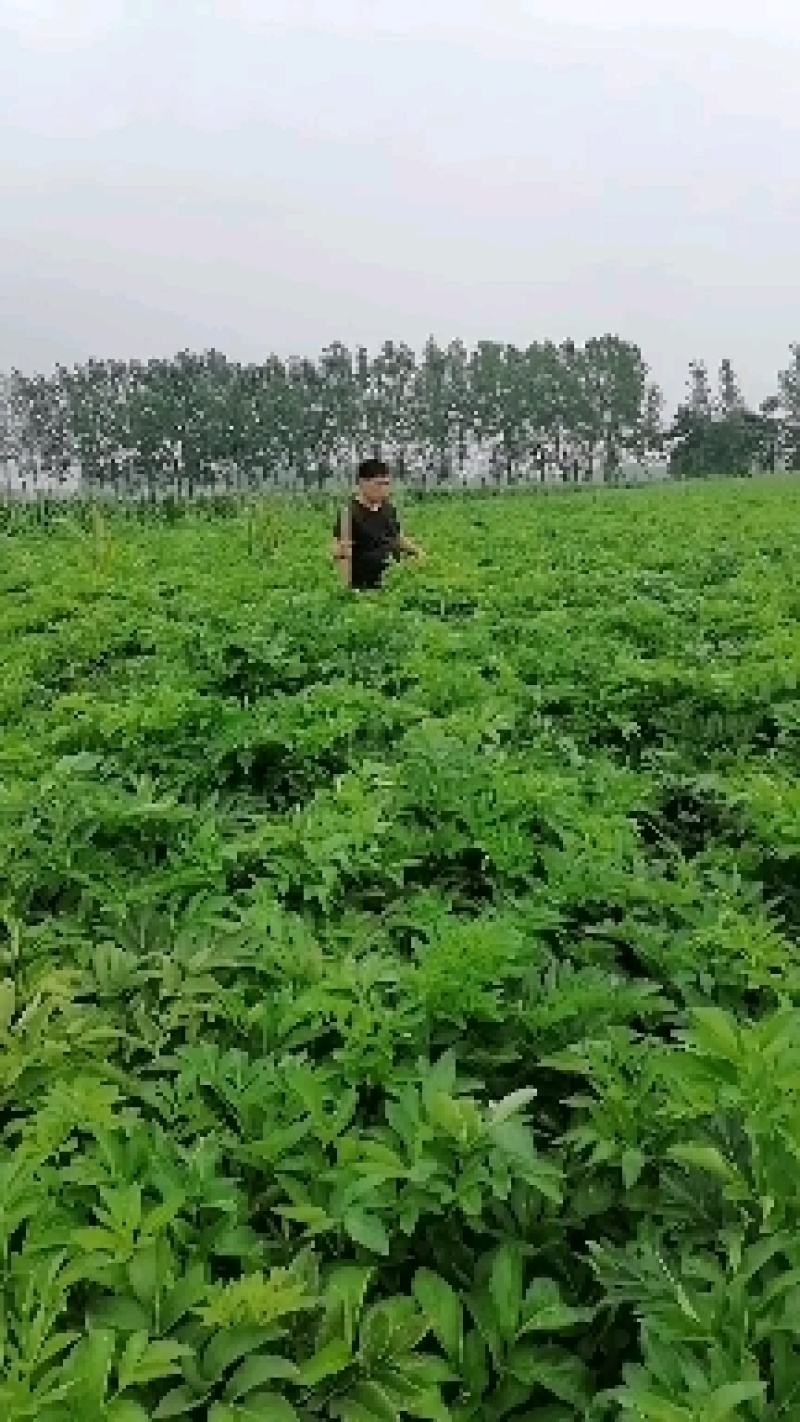 精品鲜白芷基地货一手货源诚信经营欢迎订购
