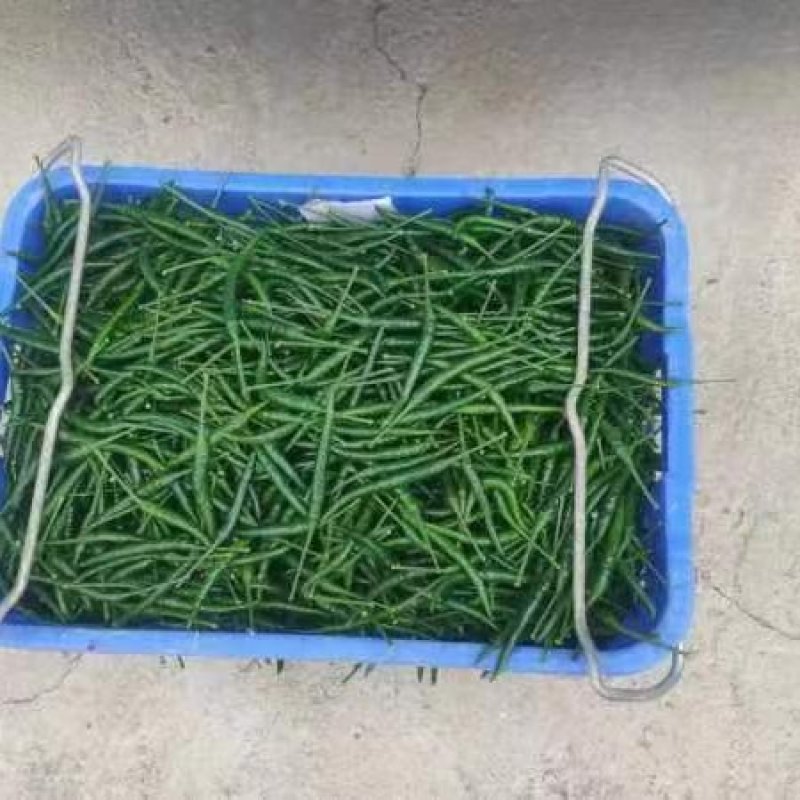 贵州精品小米辣，那味十足
