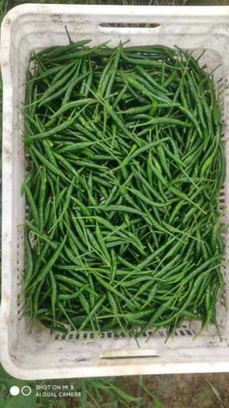 贵州精品小米辣，那味十足