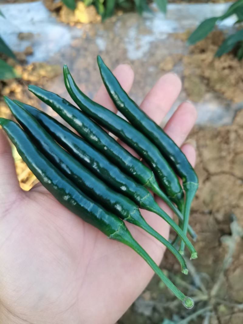 贵州精品小米辣，那味十足