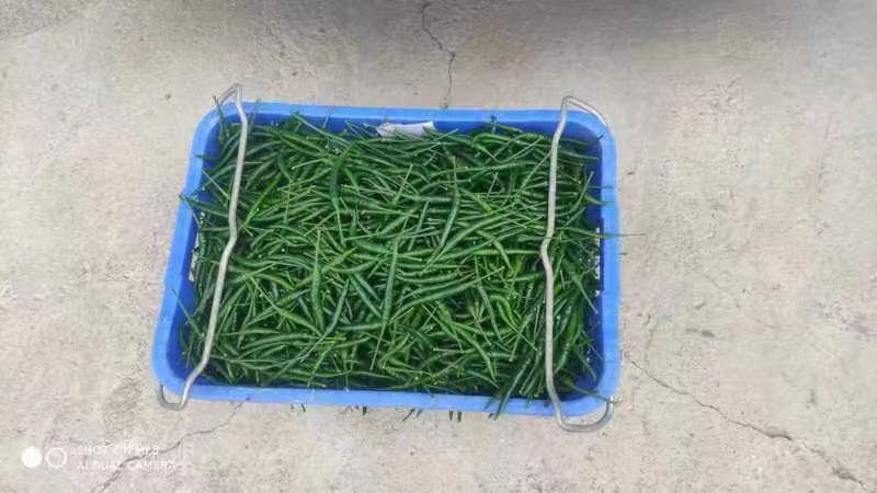 贵州精品小米辣，那味十足