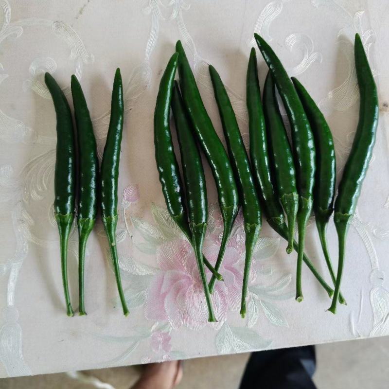 贵州精品小米辣，那味十足