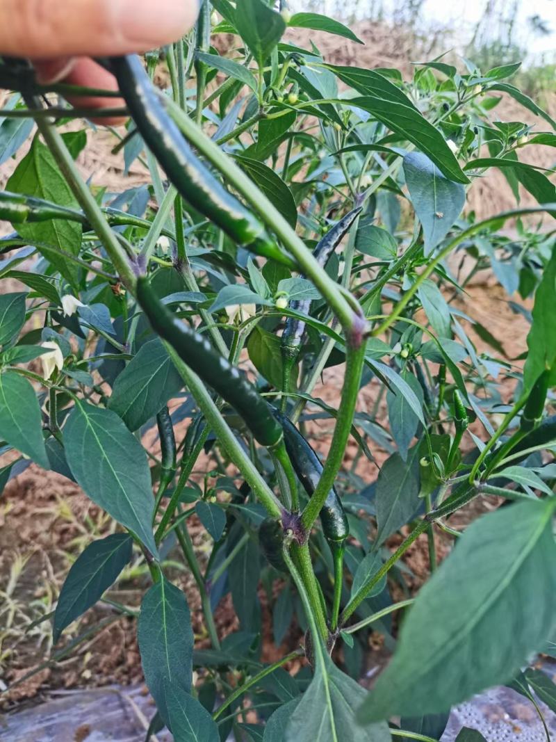 贵州精品小米辣，那味十足