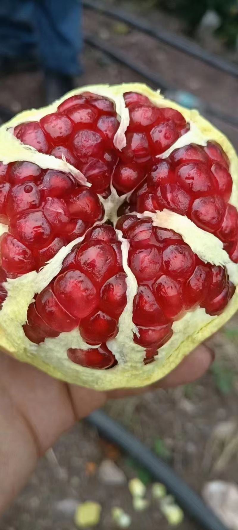 突尼斯软籽石榴