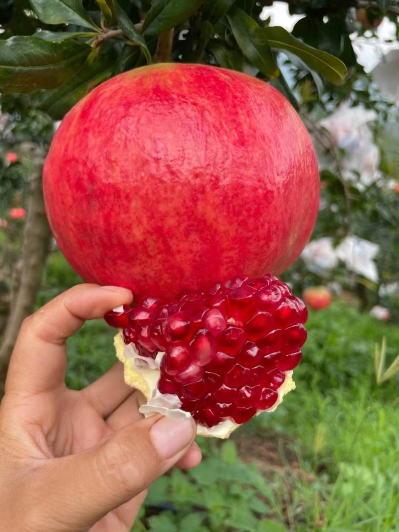 突尼斯软籽石榴