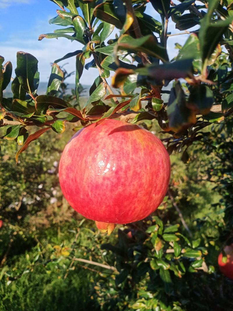 突尼斯软籽石榴