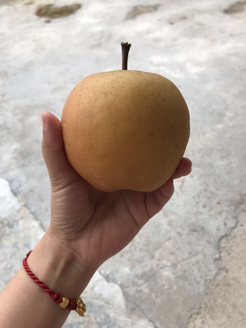 百里洲黄花梨，翠冠，产地一手货源，香甜可口，价格实惠。