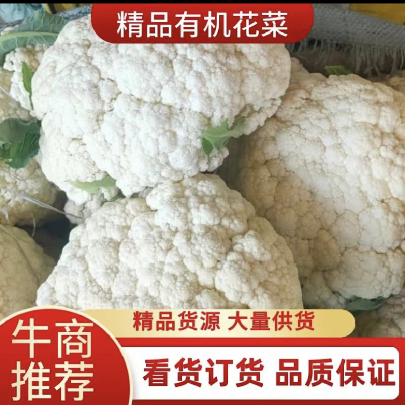 菜花【实力商家】定西松花菜大量上市、产地出售大量批发