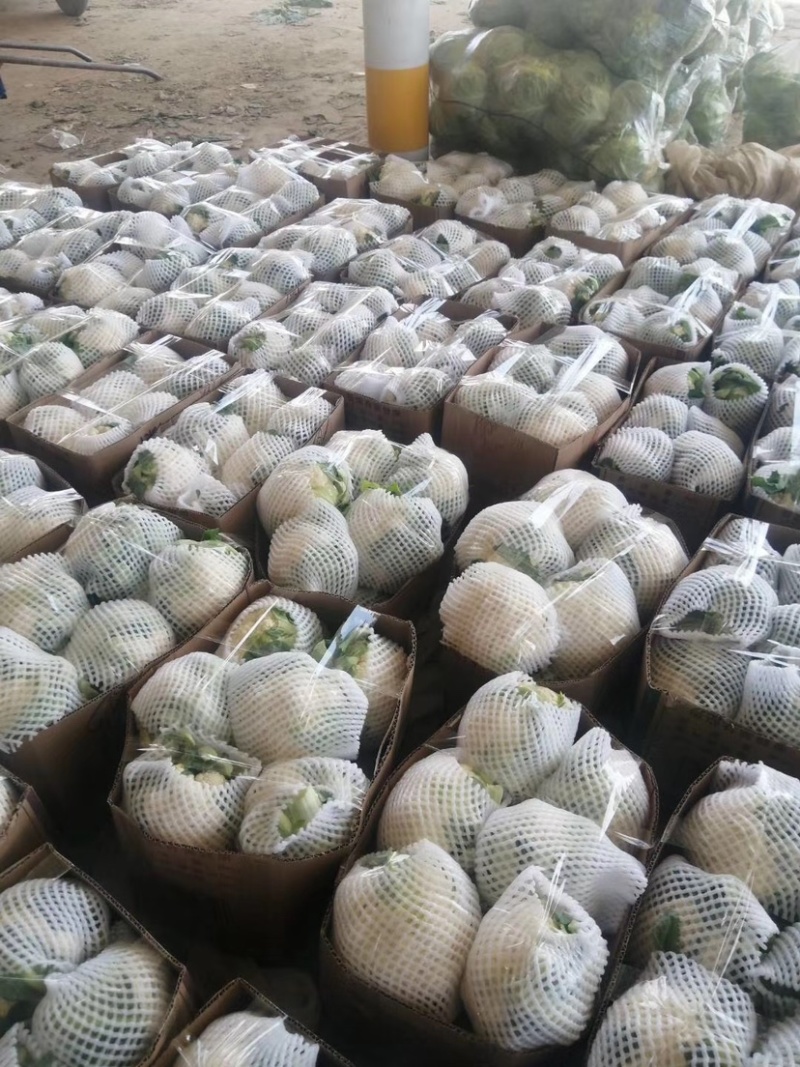 菜花【实力商家】定西松花菜大量上市、产地出售大量批发