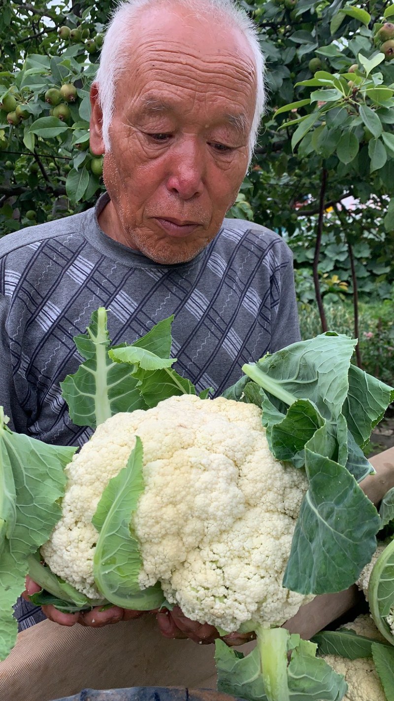 菜花【实力商家】定西松花菜大量上市、产地出售大量批发