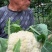 菜花【实力商家】定西松花菜大量上市、产地出售大量批发