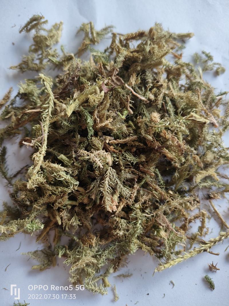 （热销）伸筋草一手货源严于品质实物拍摄祥泰药材栈欢迎购