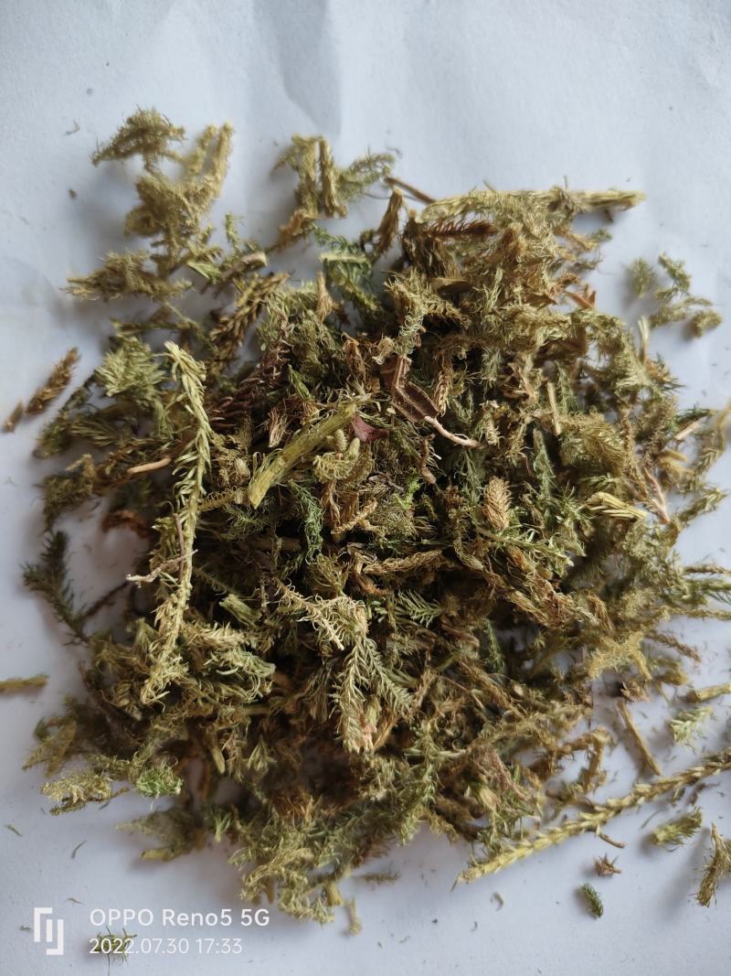 （热销）伸筋草一手货源严于品质实物拍摄祥泰药材栈欢迎购