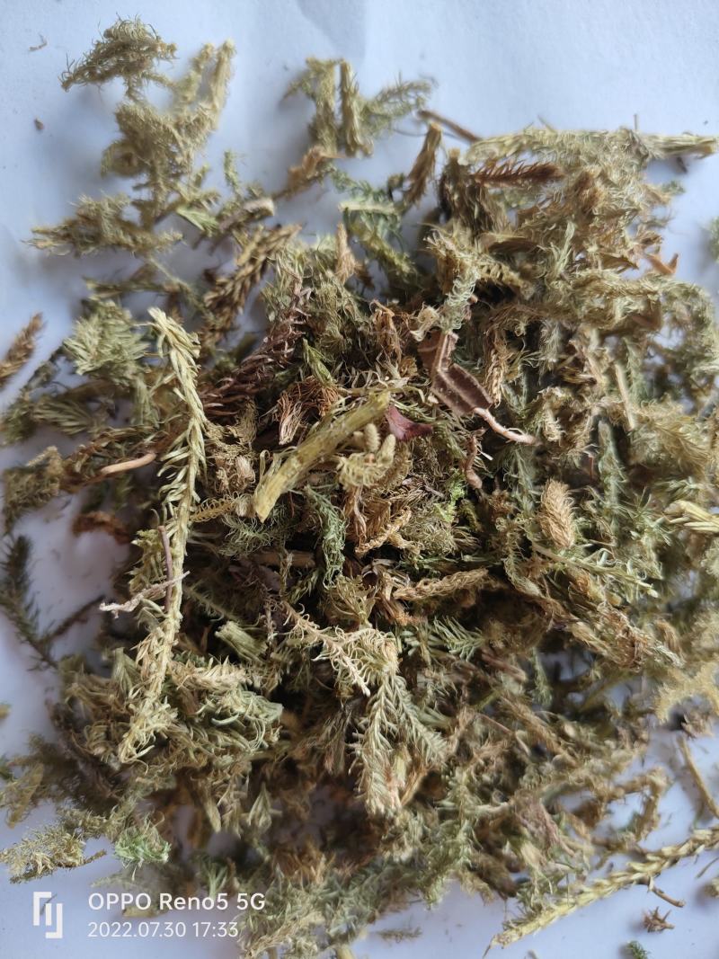 （热销）伸筋草一手货源严于品质实物拍摄祥泰药材栈欢迎购