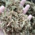 （热销）伸筋草一手货源严于品质实物拍摄祥泰药材栈欢迎购