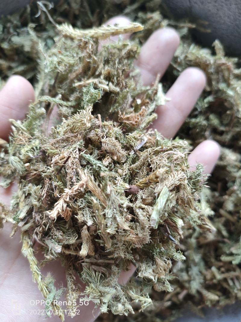 （热销）伸筋草一手货源严于品质实物拍摄祥泰药材栈欢迎购