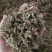 （热销）伸筋草一手货源严于品质实物拍摄祥泰药材栈欢迎购